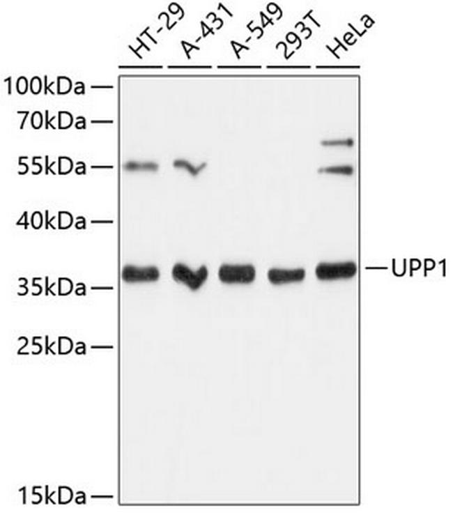 UPP1 Antibody in Western Blot (WB)