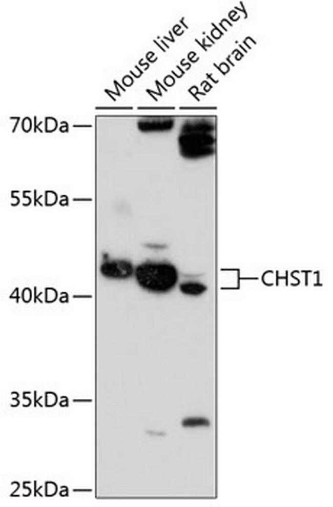 CHST1 Antibody in Western Blot (WB)