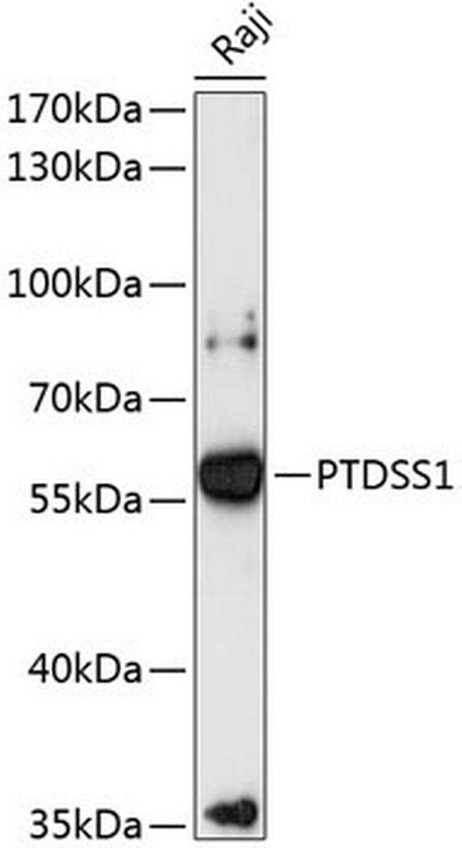 PTDSS1 Antibody in Western Blot (WB)