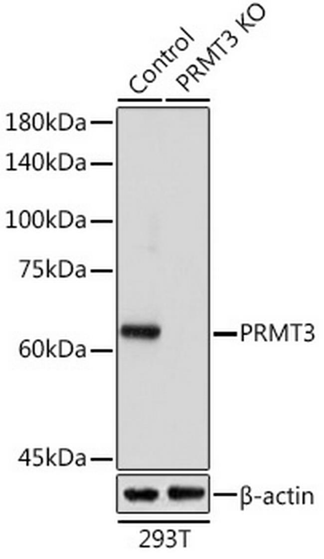 PRMT3 Antibody in Western Blot (WB)