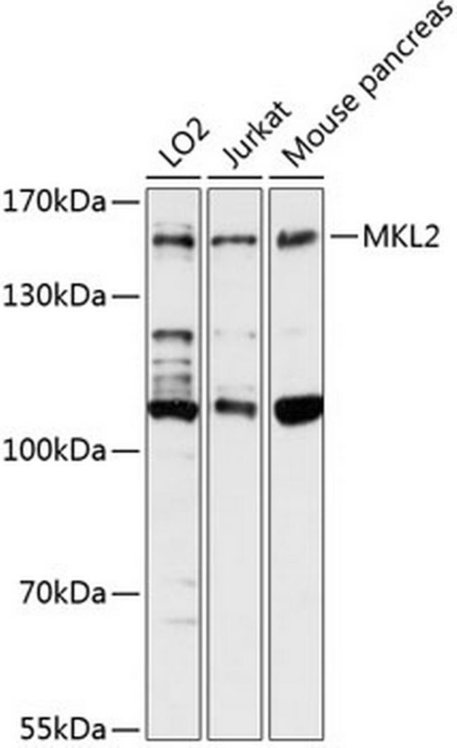 MKL2 Antibody in Western Blot (WB)