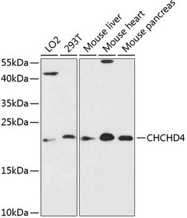 CHCHD4 Antibody in Western Blot (WB)