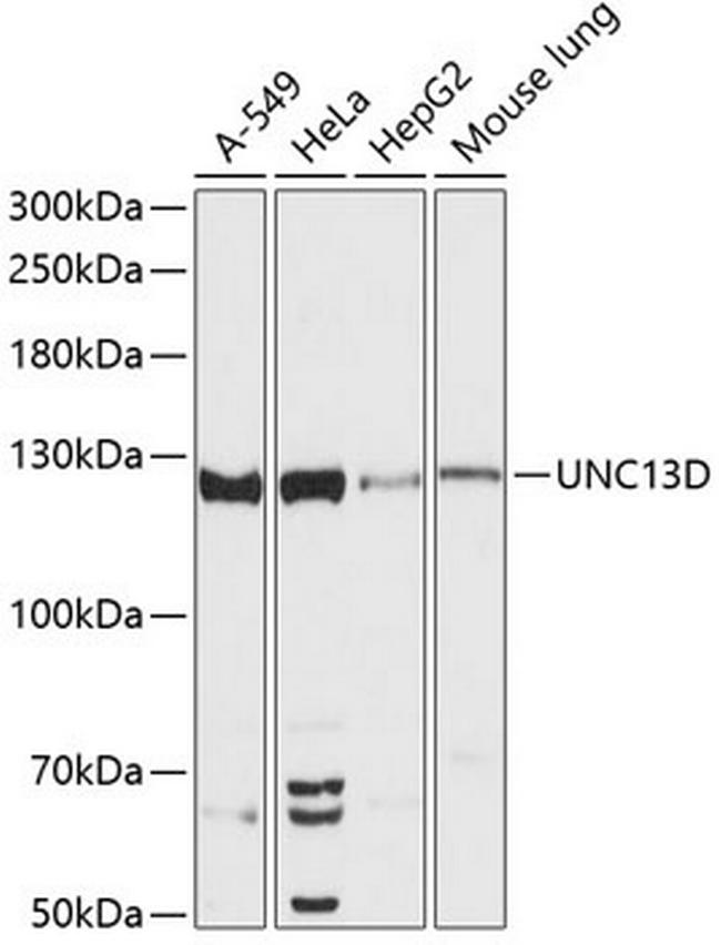 Munc13-4 Antibody in Western Blot (WB)