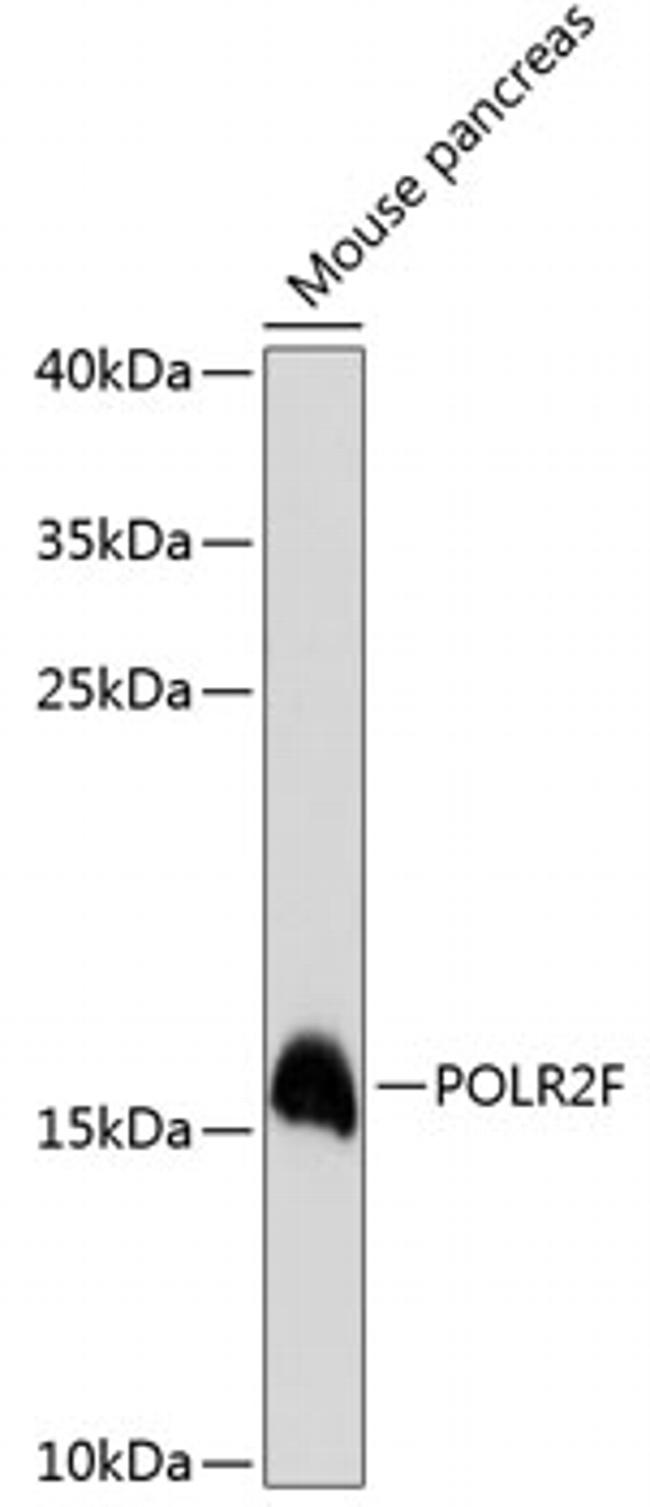 POLR2F Antibody in Western Blot (WB)