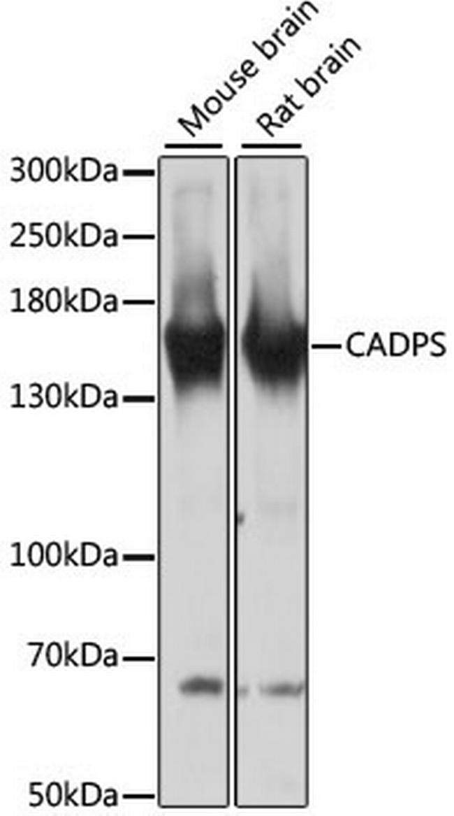 CAPS1 Antibody in Western Blot (WB)