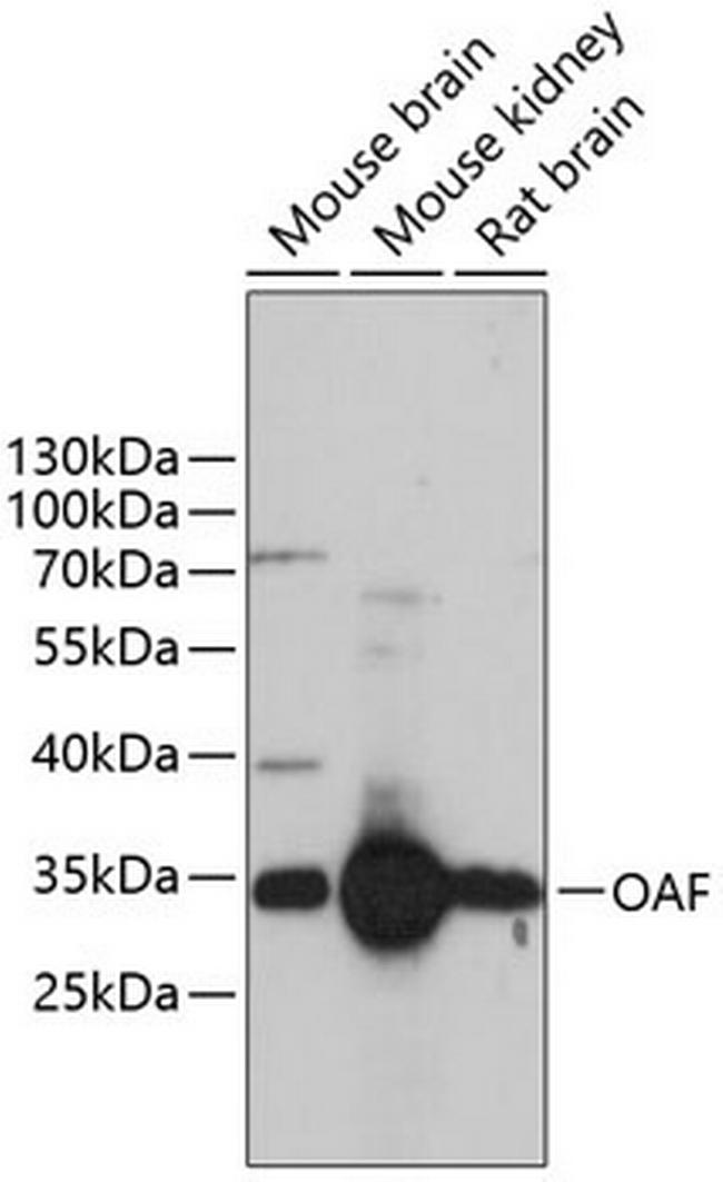 OAF Antibody in Western Blot (WB)