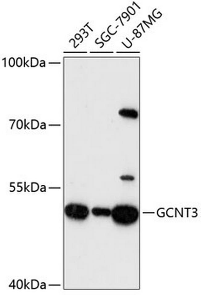 GCNT3 Antibody in Western Blot (WB)