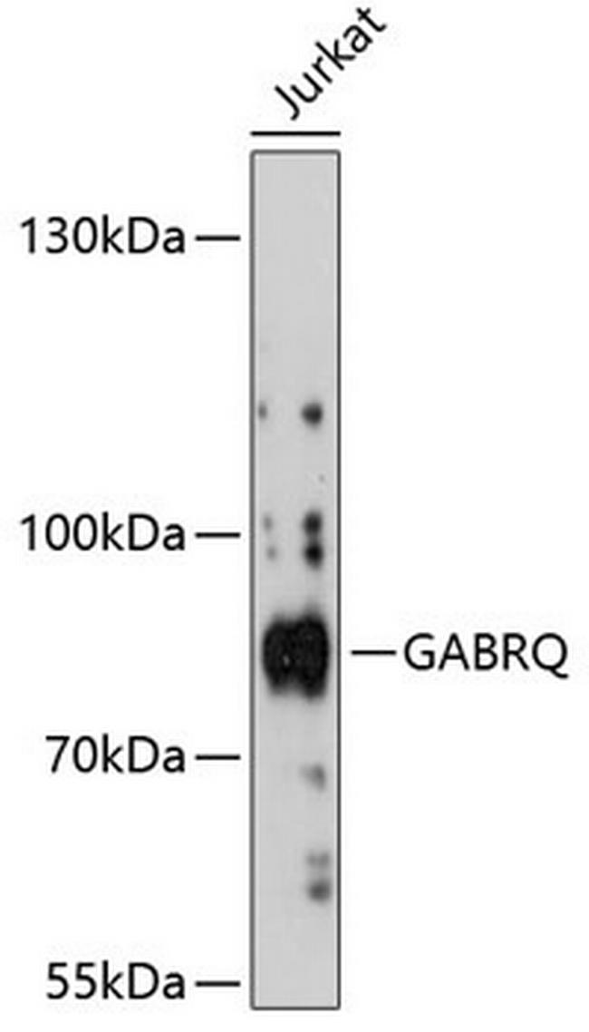 GABRQ Antibody in Western Blot (WB)