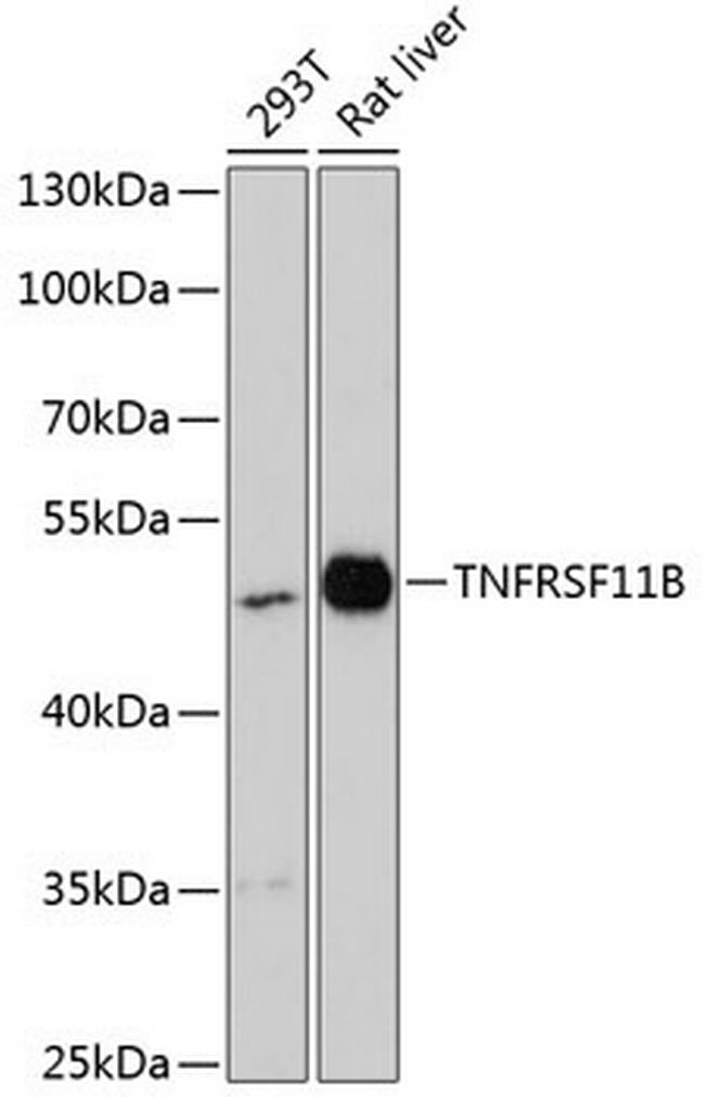 TNFRSF11B Antibody in Western Blot (WB)