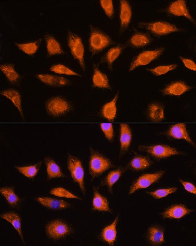 GNAI3 Antibody in Immunocytochemistry (ICC/IF)