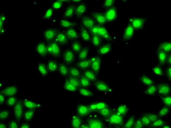 PIAS3 Antibody in Immunocytochemistry (ICC/IF)