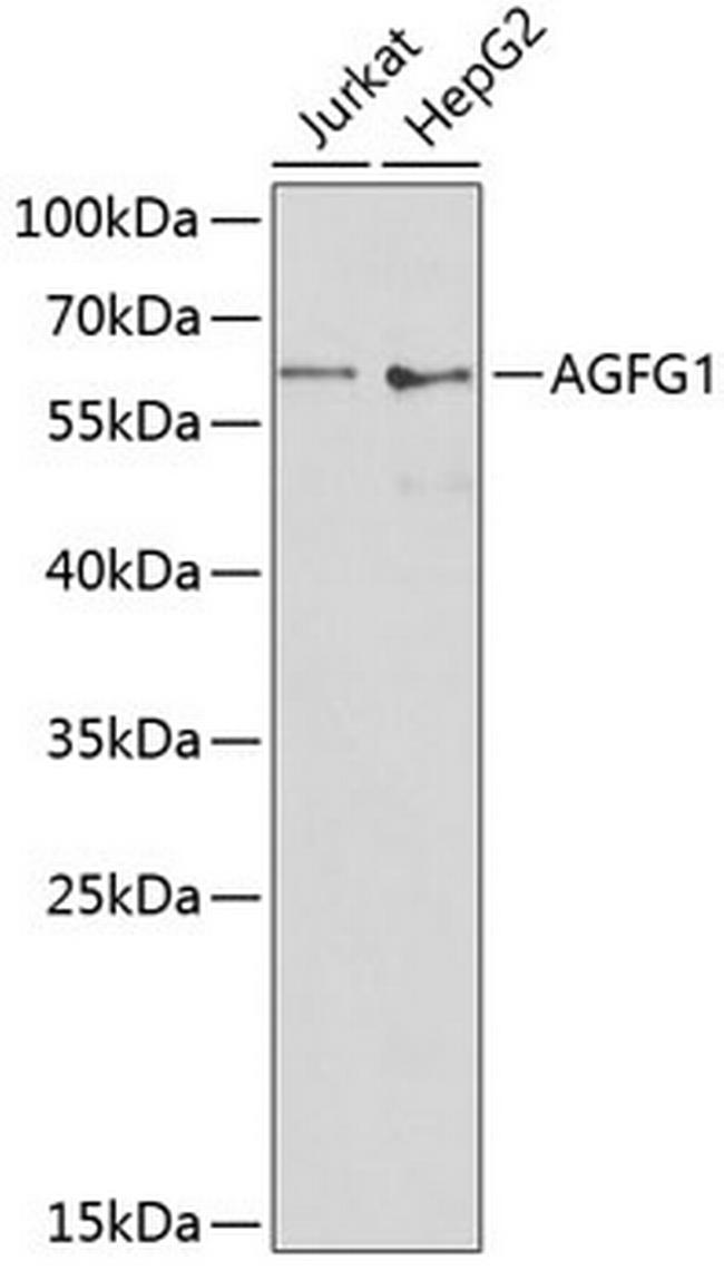 AGFG1 Antibody in Western Blot (WB)