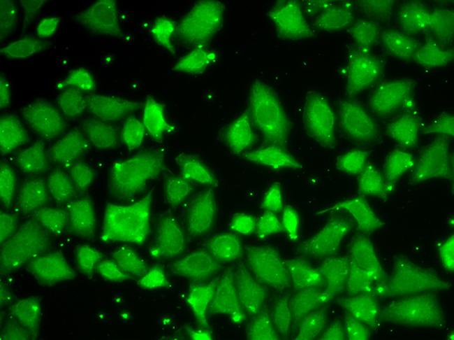 GBL Antibody in Immunocytochemistry (ICC/IF)