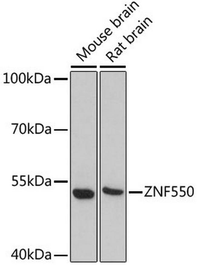 ZNF550 Antibody in Western Blot (WB)