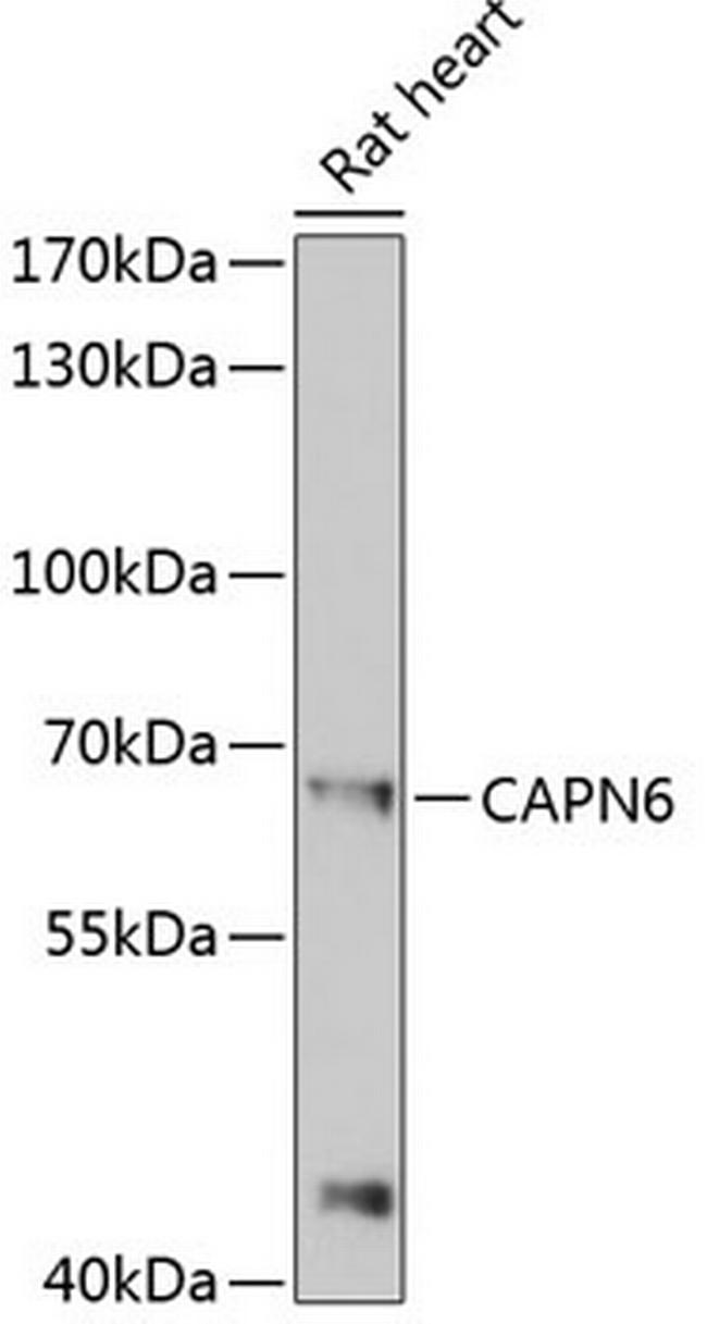 Calpain 6 Antibody in Western Blot (WB)