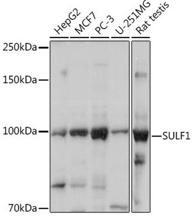 SULF1 Antibody in Western Blot (WB)