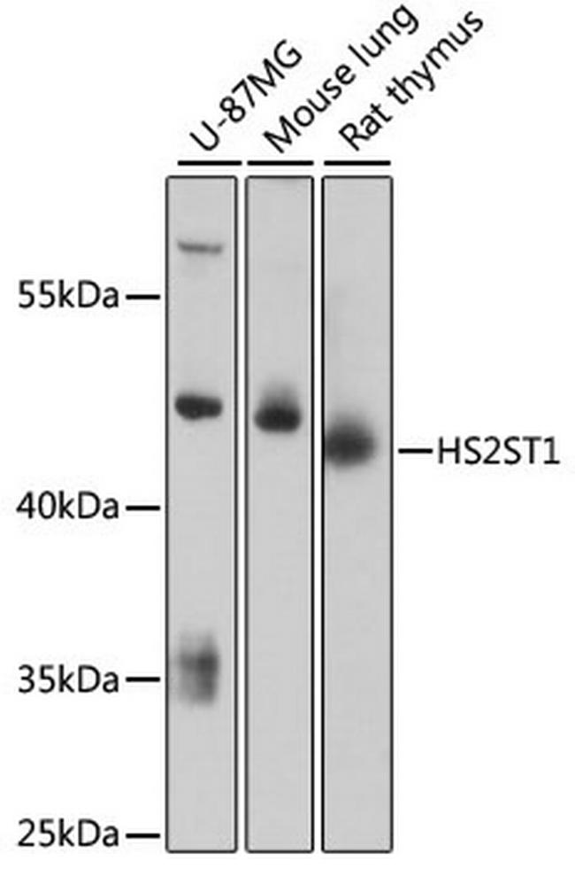 HS2ST1 Antibody in Western Blot (WB)