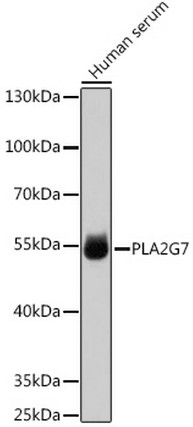 PLA2G7 Antibody in Western Blot (WB)