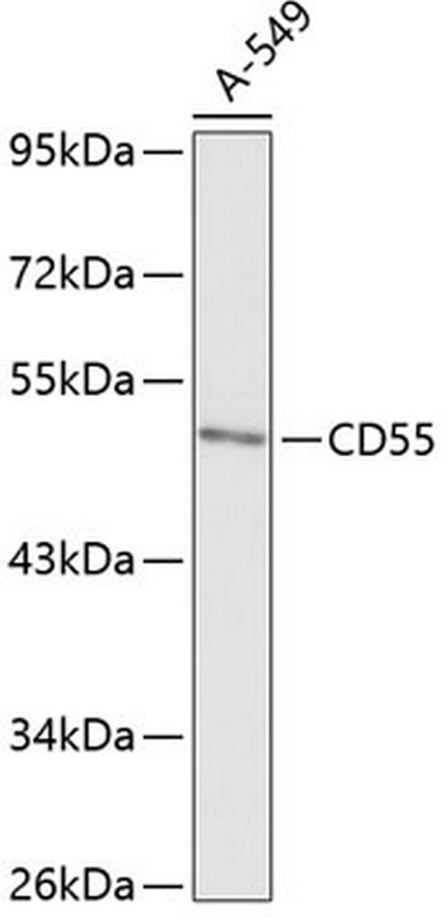 CD55 Antibody in Western Blot (WB)