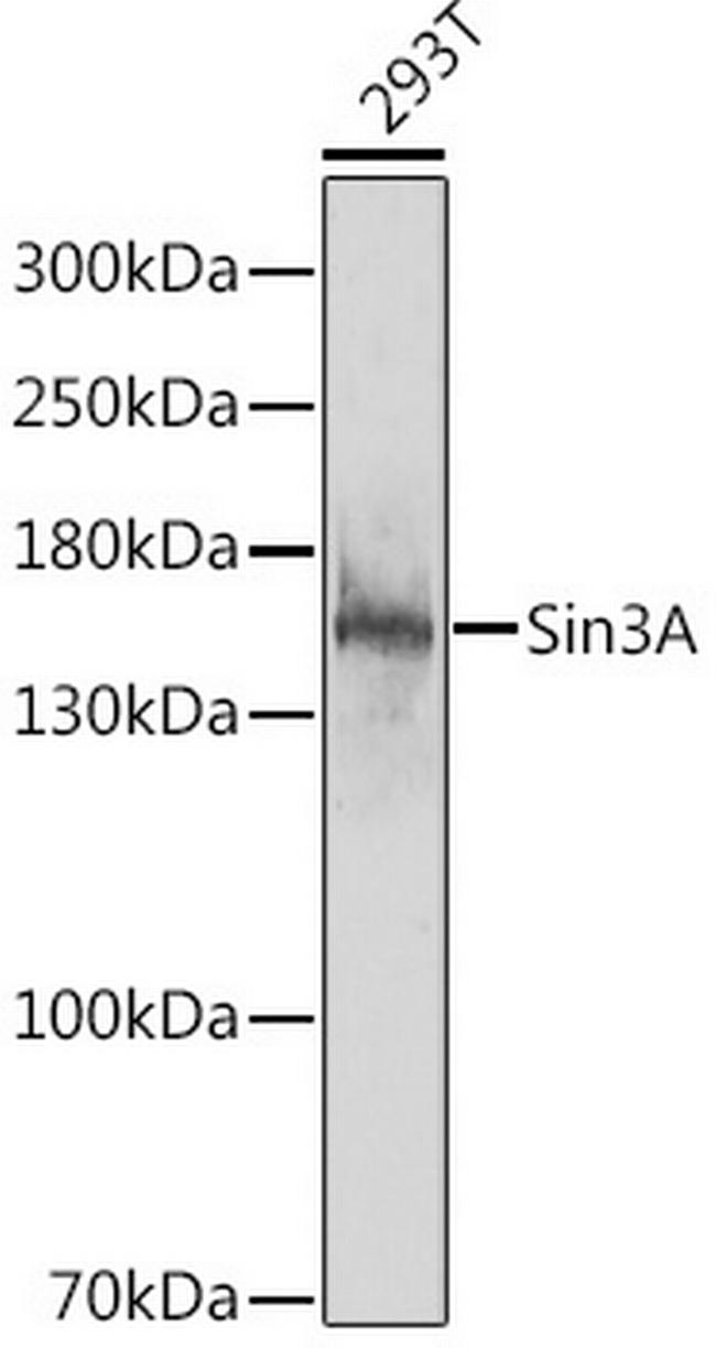 SIN3A Antibody in Western Blot (WB)