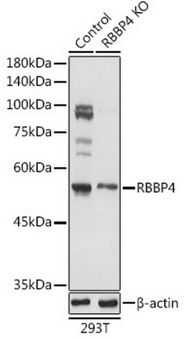 RbAp48 Antibody in Western Blot (WB)