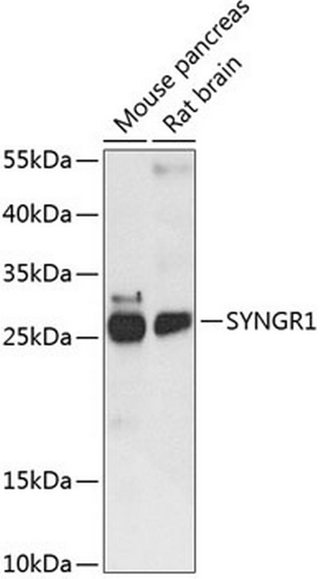 SYNGR1 Antibody in Western Blot (WB)