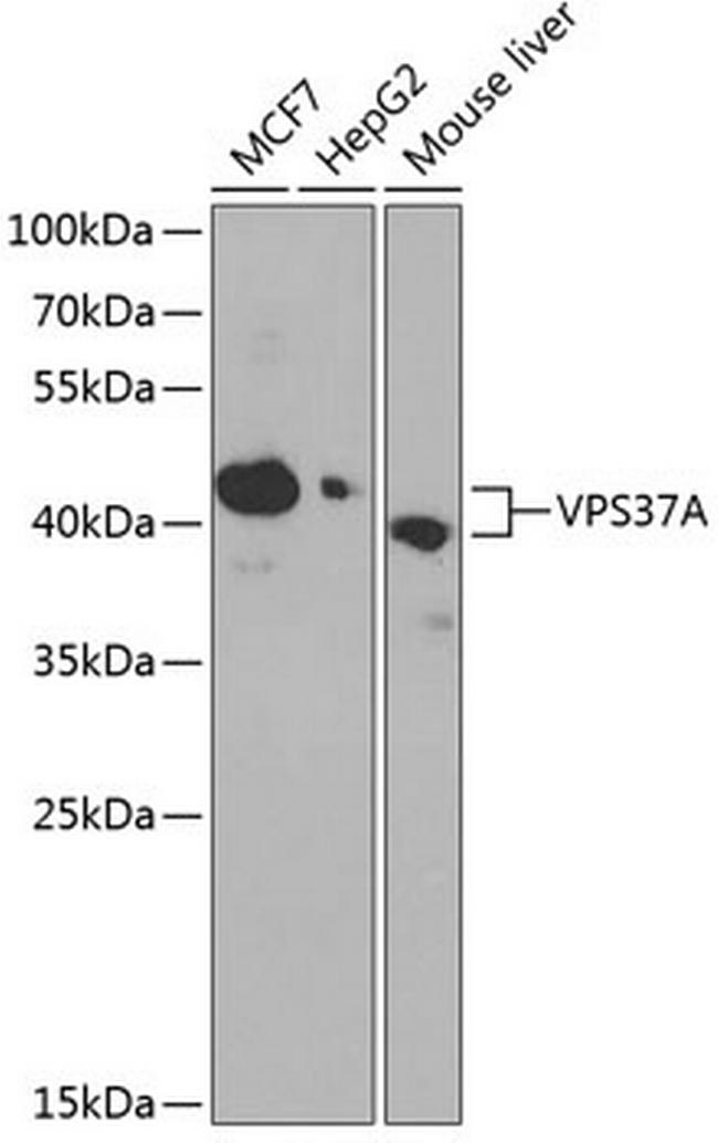 VPS37A Antibody in Western Blot (WB)