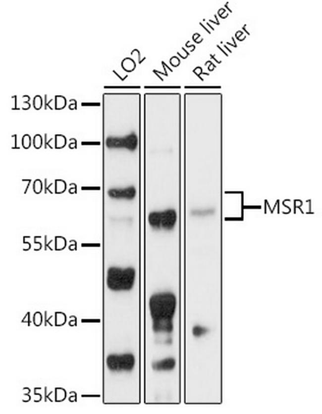 CD204 Antibody in Western Blot (WB)