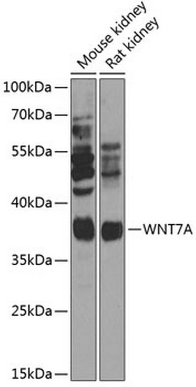 WNT7A Antibody in Western Blot (WB)