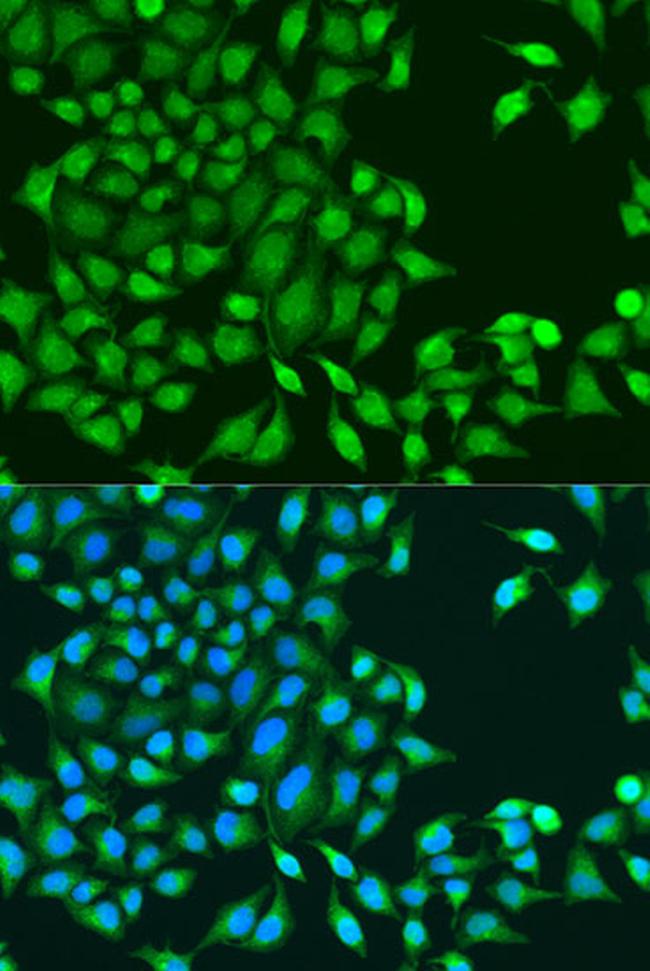 RUVBL1 Antibody in Immunocytochemistry (ICC/IF)