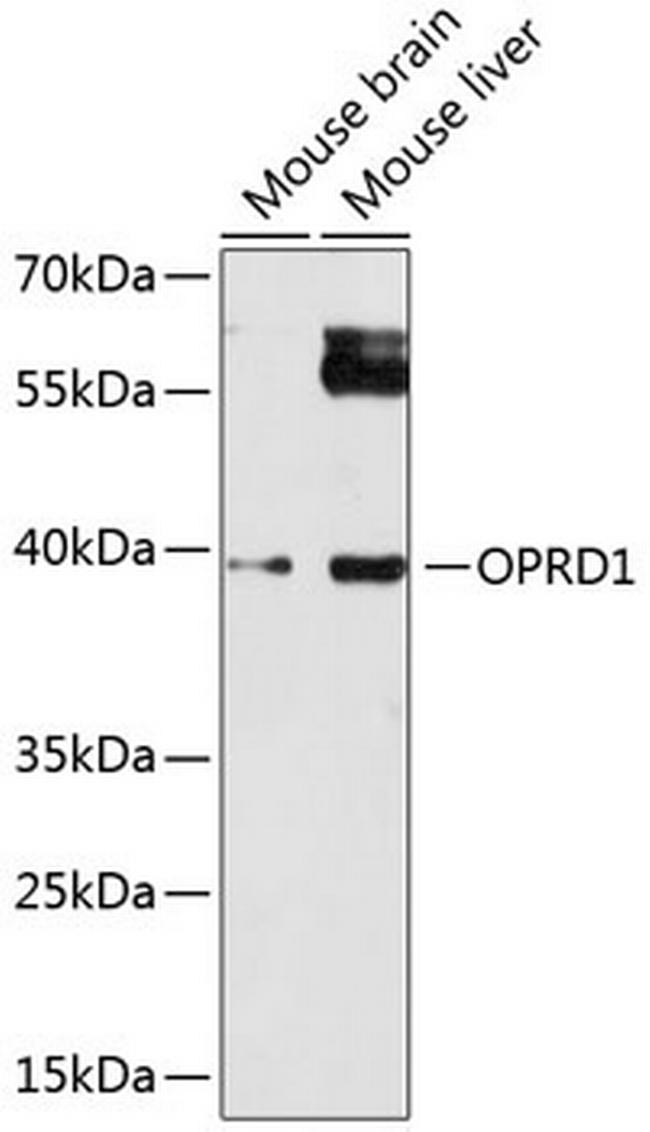 OPRD1 Antibody in Western Blot (WB)