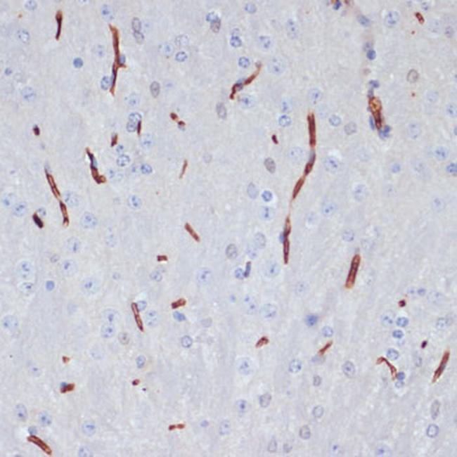 ApoA1 Antibody in Immunohistochemistry (Paraffin) (IHC (P))