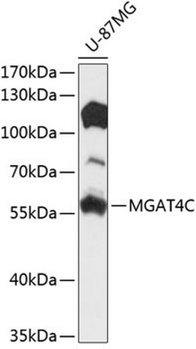 MGAT4C Antibody in Western Blot (WB)