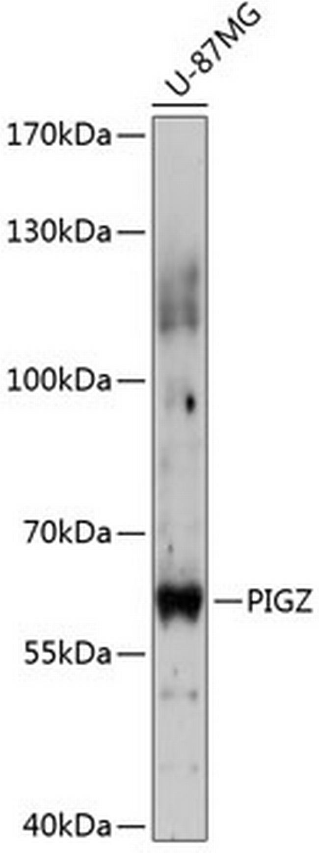 PIGZ Antibody in Western Blot (WB)