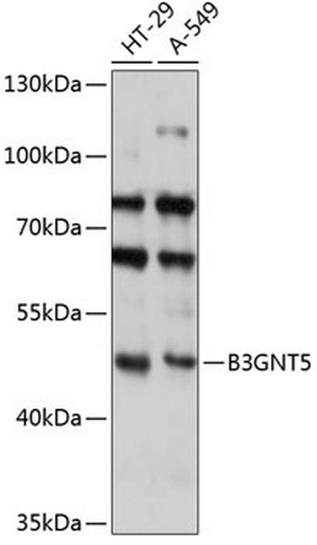 B3GNT5 Antibody in Western Blot (WB)