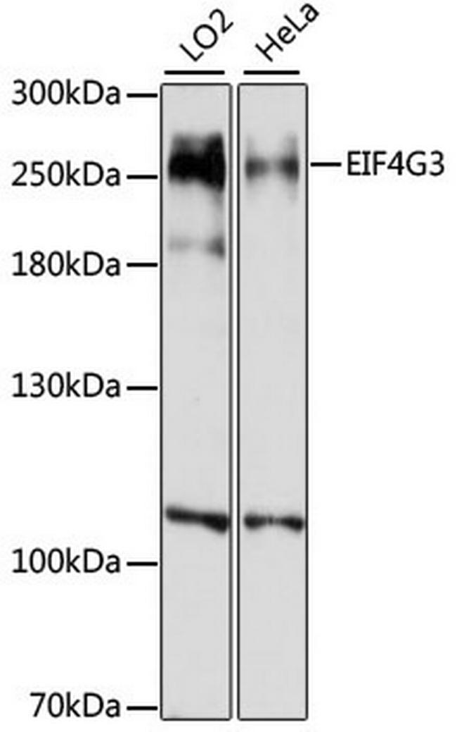 eIF4G3 Antibody in Western Blot (WB)