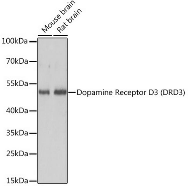 DRD3 Antibody in Western Blot (WB)