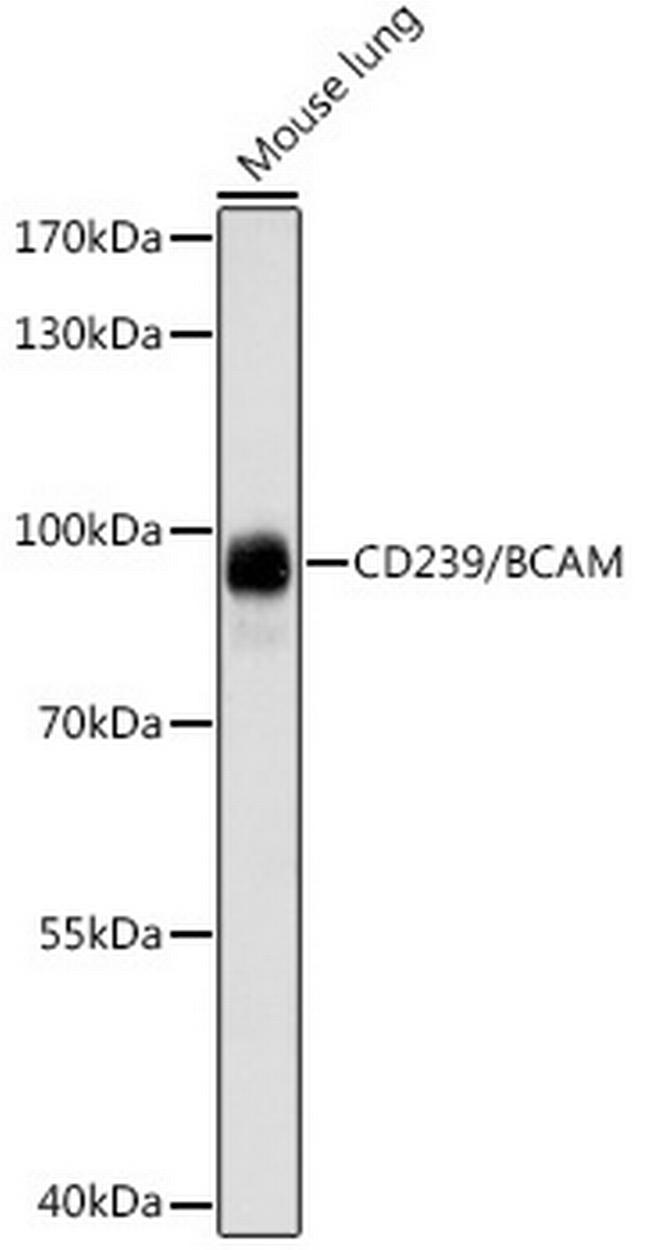 BCAM Antibody in Western Blot (WB)