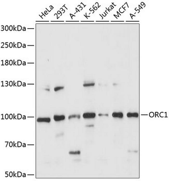 ORC1 Antibody in Western Blot (WB)