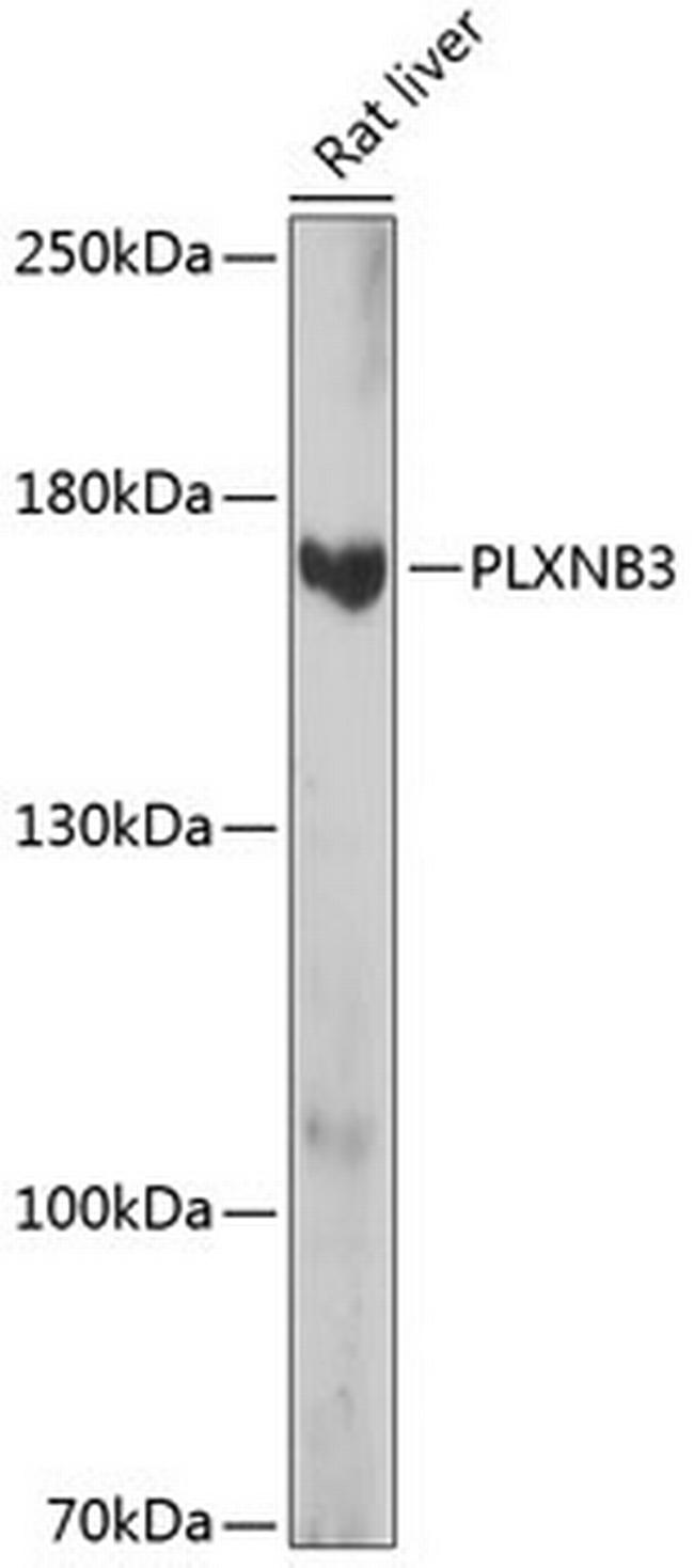 PLXNB3 Antibody in Western Blot (WB)