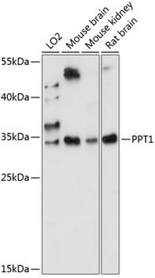 PPT1 Antibody in Western Blot (WB)