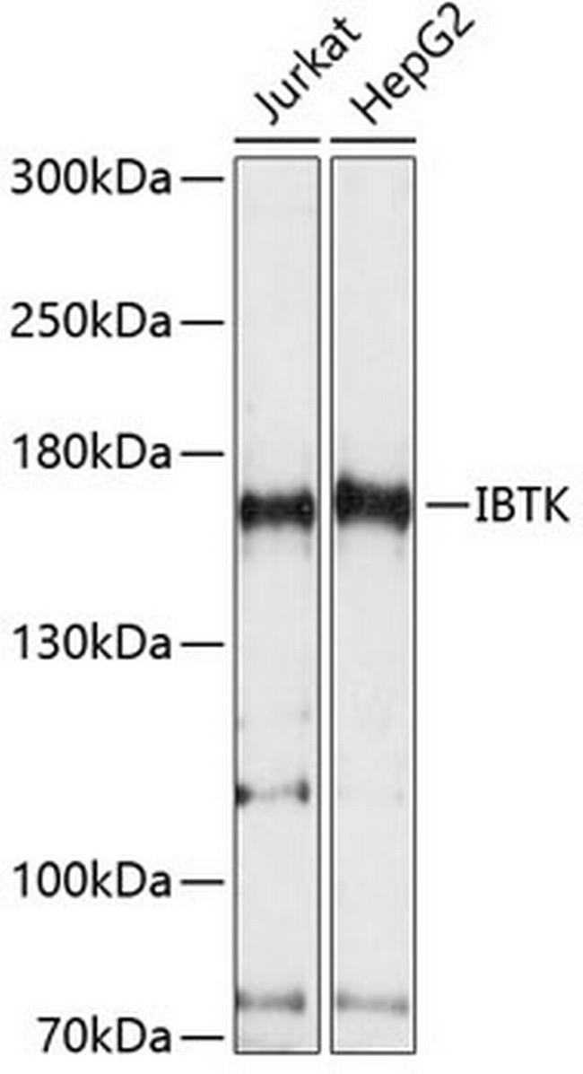 IBTK Antibody in Western Blot (WB)