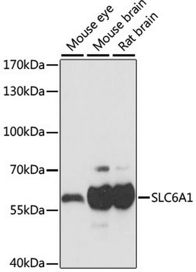 GAT-1 Antibody in Western Blot (WB)