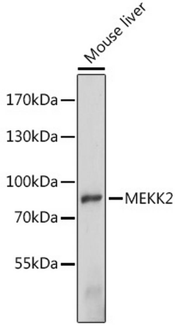 MEKK2 Antibody in Western Blot (WB)