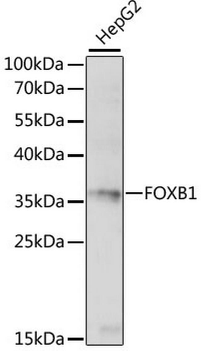 FOXB1 Antibody in Western Blot (WB)