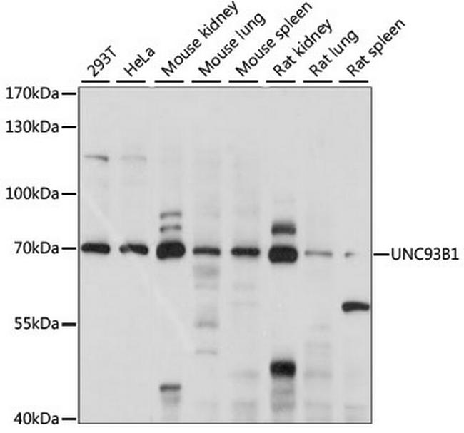 UNC93B1 Antibody in Western Blot (WB)