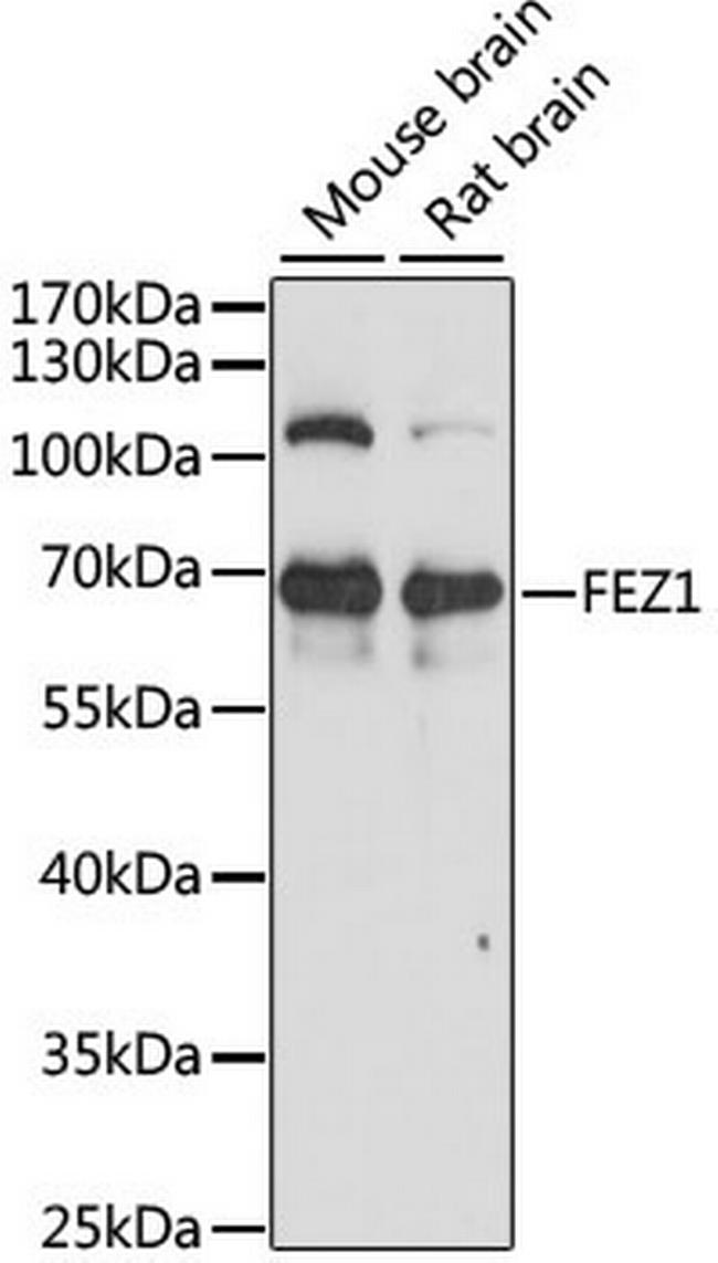 FEZ1 Antibody in Western Blot (WB)