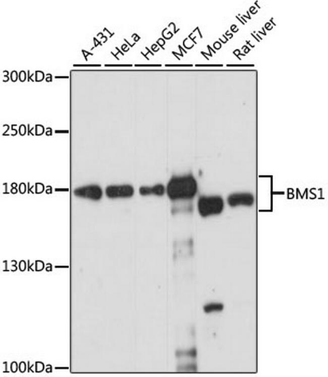 BMS1 Antibody in Western Blot (WB)