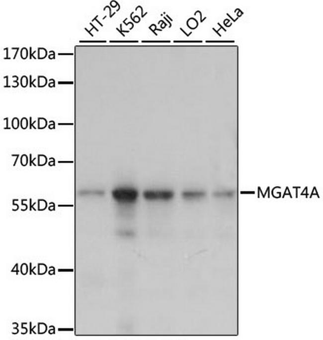 MGAT4A Antibody in Western Blot (WB)