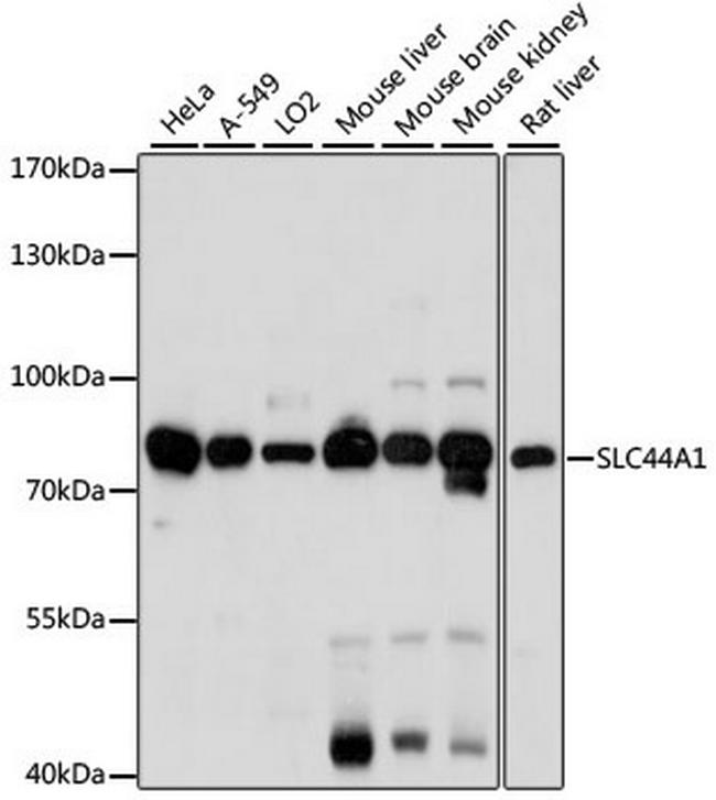 SLC44A1 Antibody in Western Blot (WB)